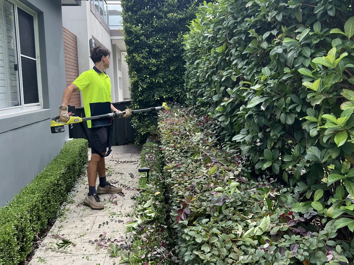 Trimming a hedge along a narrow side path, by Golden Landscaping
