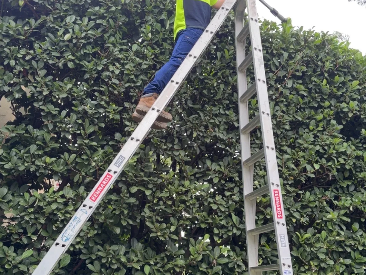 Working from a ladder into the top of a dense hedge, by Golden Landscaping