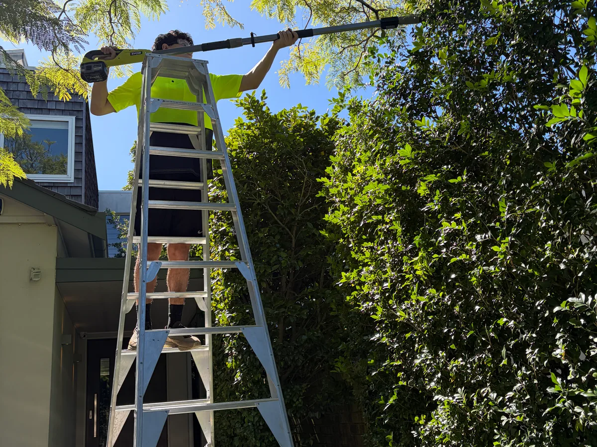 Trimming the top of a tall hedge from a ladder with a pole trimmer, by Golden Landscaping
