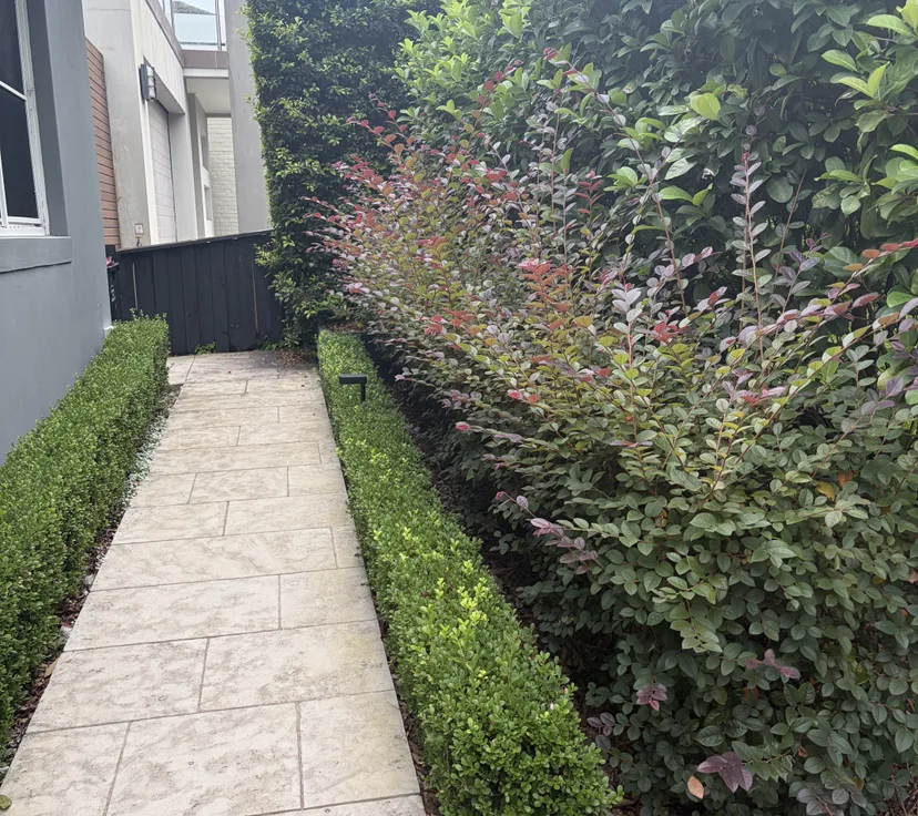 Before, path hedge cut back into shape