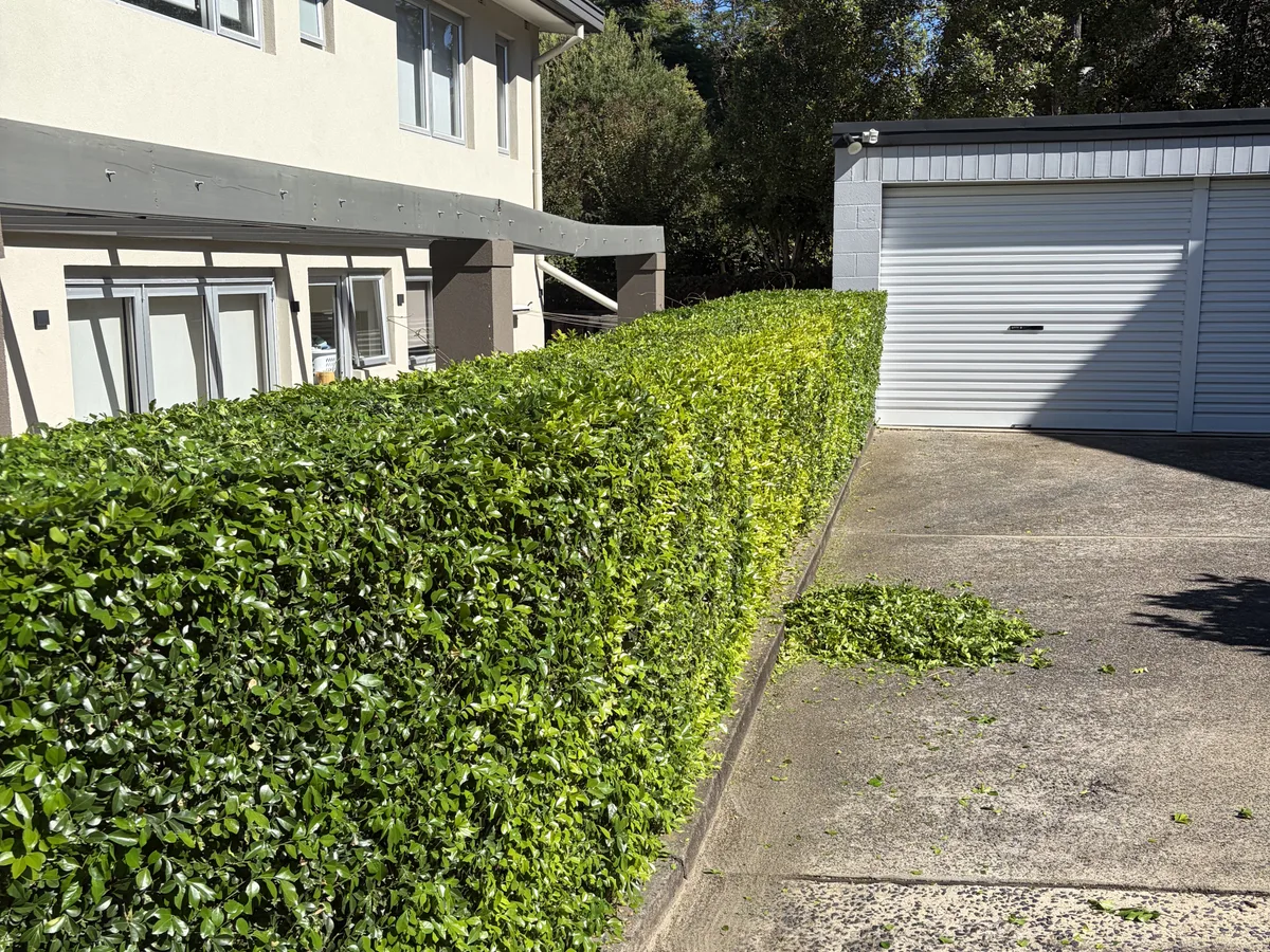 A driveway hedge trimmed back level, clippings still on the drive, by Golden Landscaping