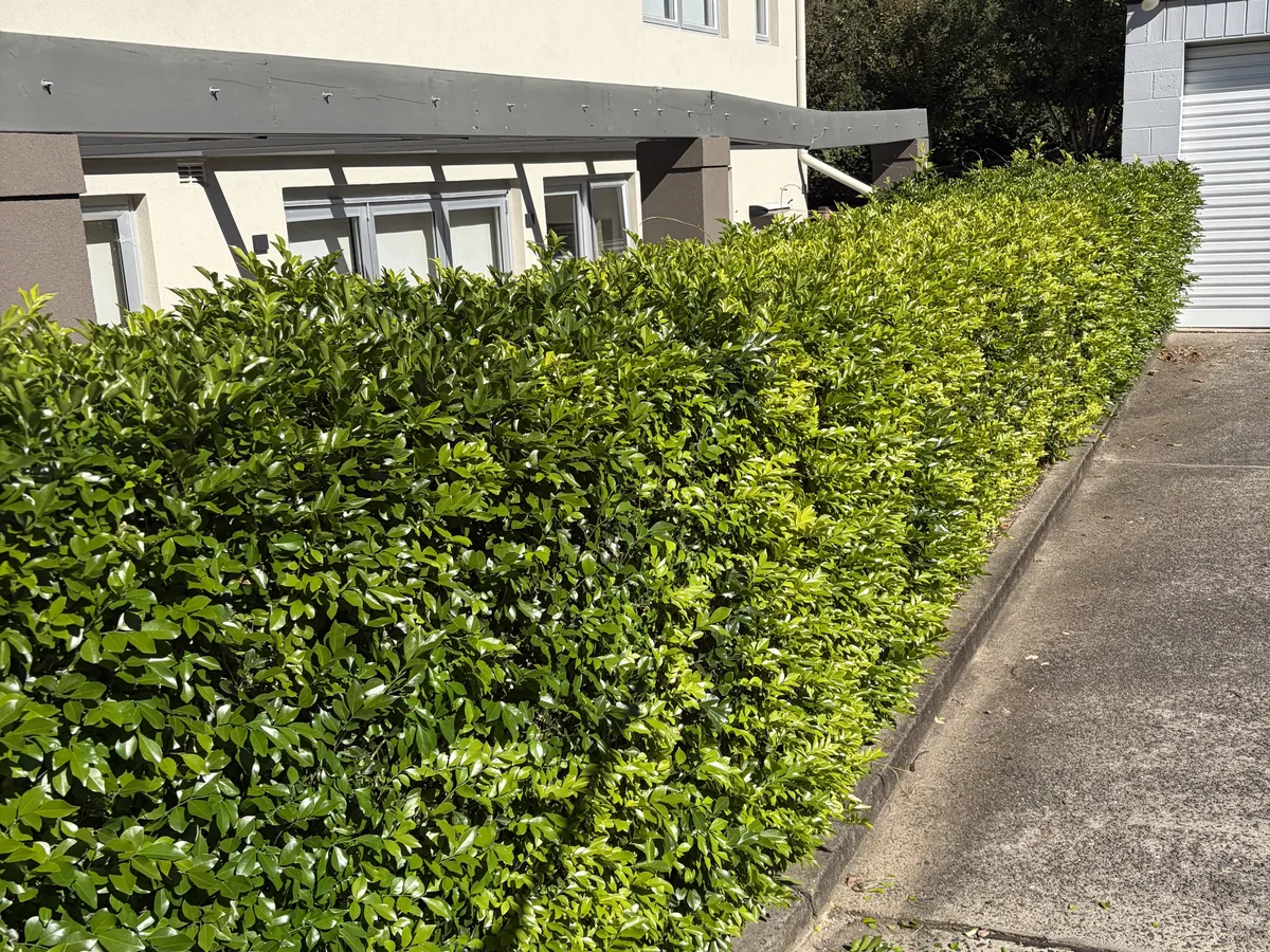 A front hedge and verge lawn cut back to a clean line, by Golden Landscaping