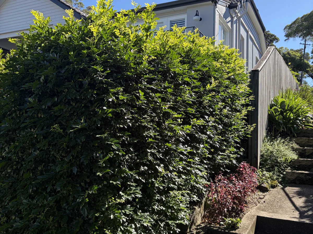 An established hedge shaped along the side of a house, by Golden Landscaping
