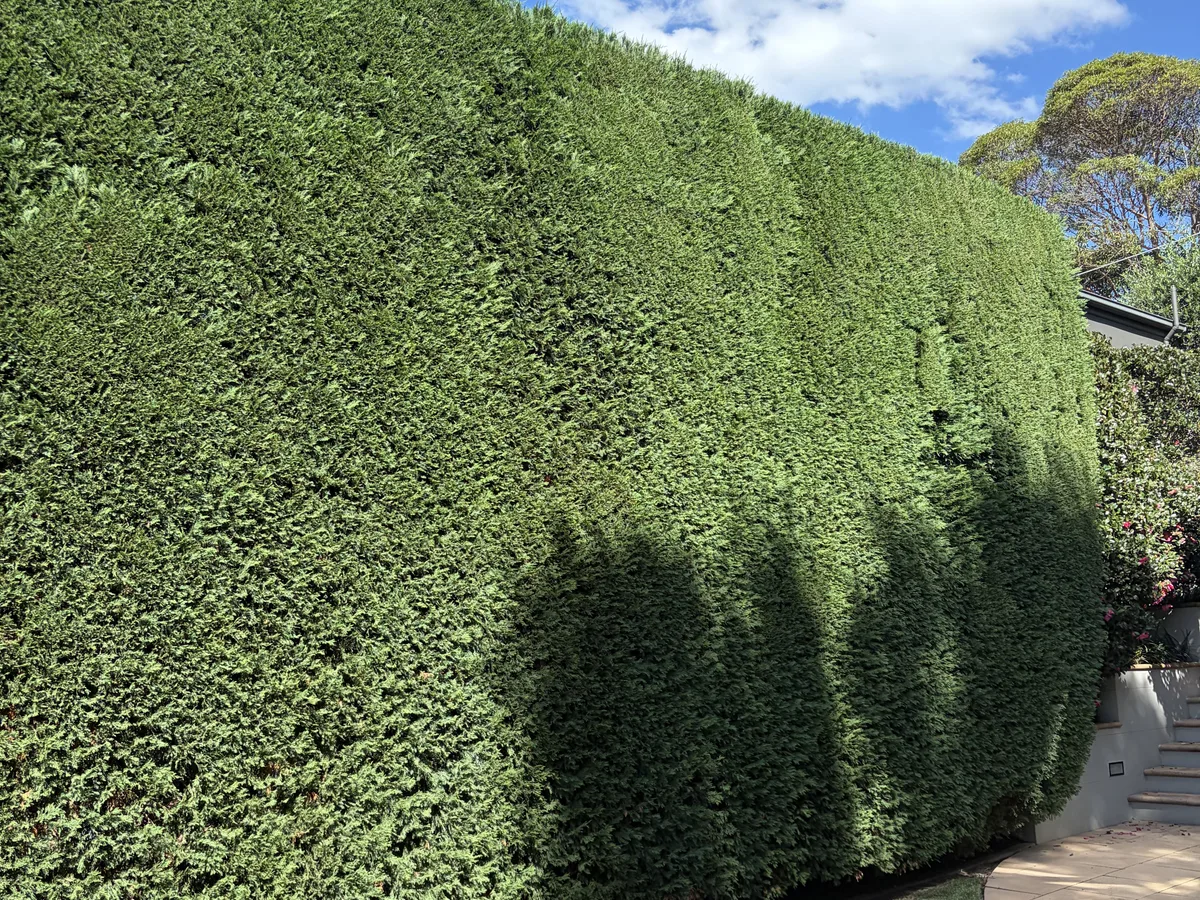 A tall screening hedge cut flat and square along its full run, by Golden Landscaping