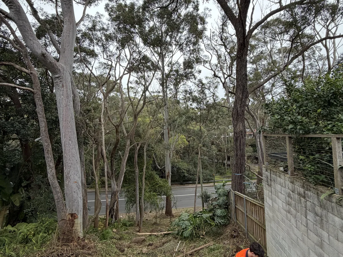 Tree & Shrub Removal, Golden Landscaping, Sydney